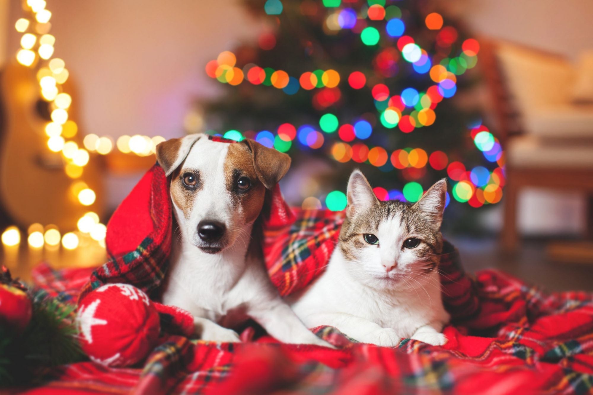 Sizzle Up the Holidays: Why Rava Life's Bacon-Flavored CBD Oil is a Treat for Your Pet